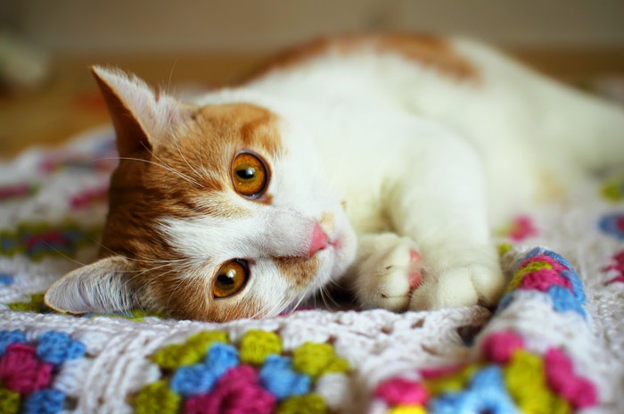 横たわる茶白猫の写真