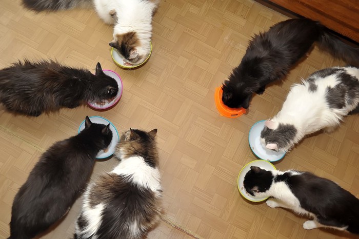 ご飯中の猫たち