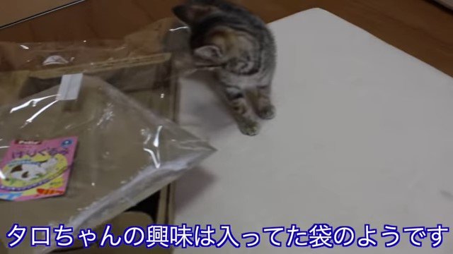 箱と袋のにおいを嗅ぐ子猫