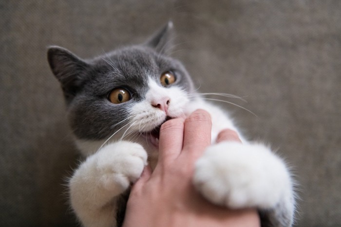 飼い主の手に噛みつく猫