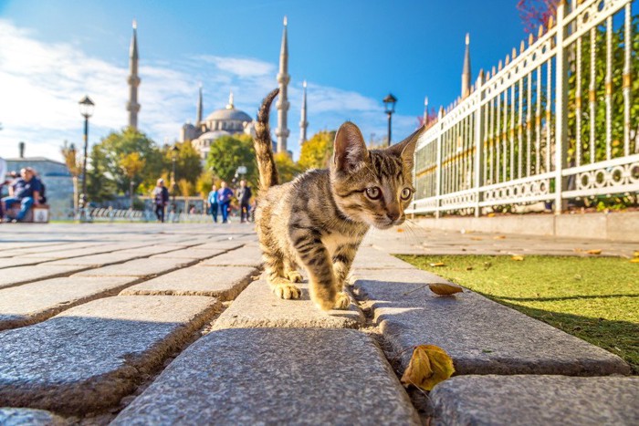 トルコの猫