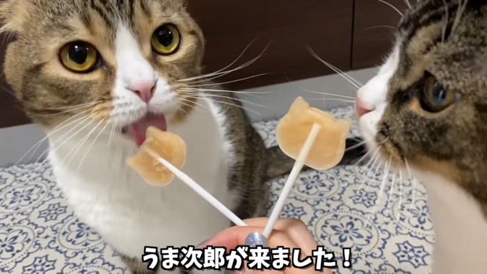 アイスをなめる猫とニオイを嗅ぐ猫