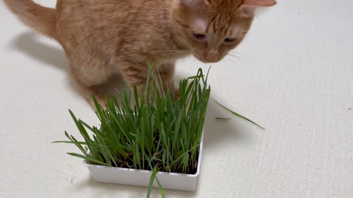 猫草をみる猫