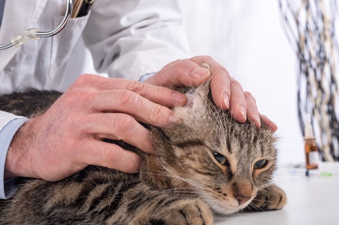 獣医師に耳を見せる猫