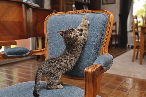椅子に爪をとぐ猫