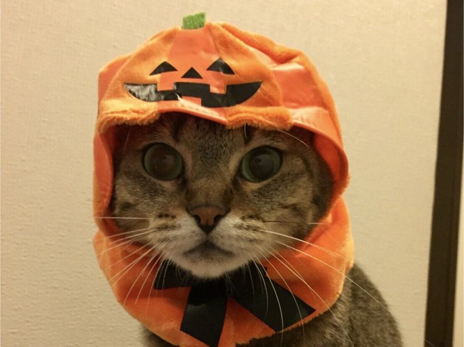 かぼちゃをかぶる猫