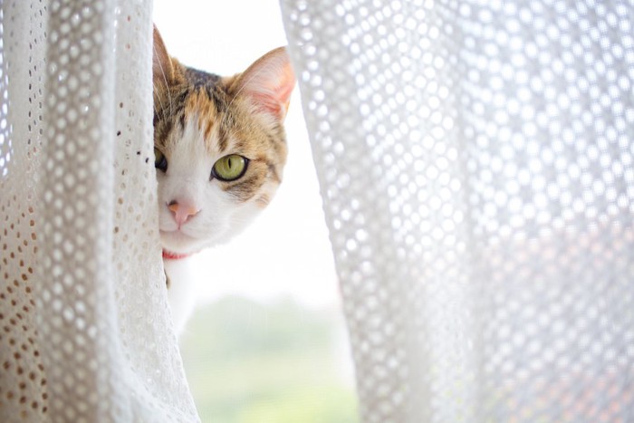 カーテンの隙間からこちらを見る猫