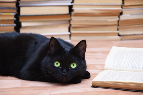 黒猫と本の山