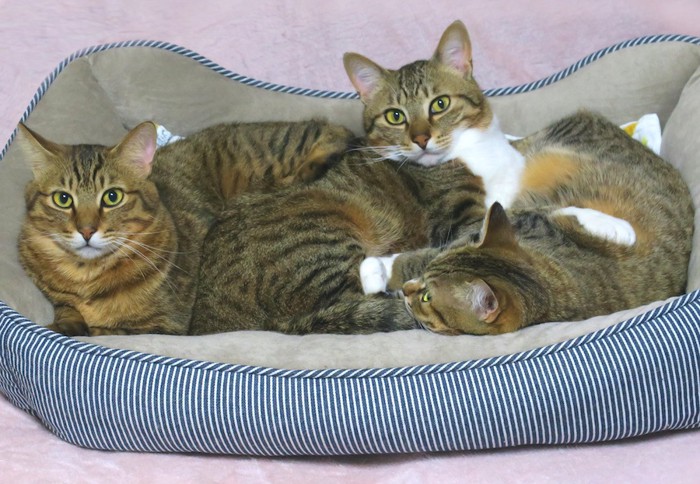 お気に入りの寝床でくつろぐ猫たち