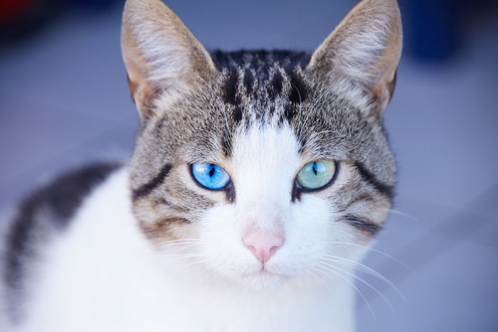 まっすぐと見つめる青い瞳の猫