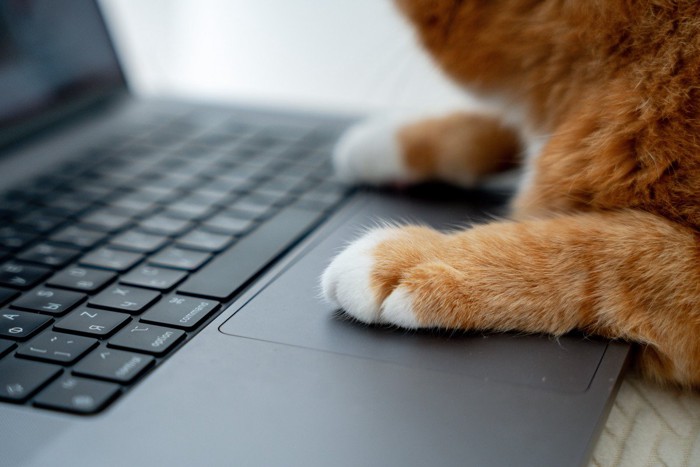 パソコンの上に猫の手