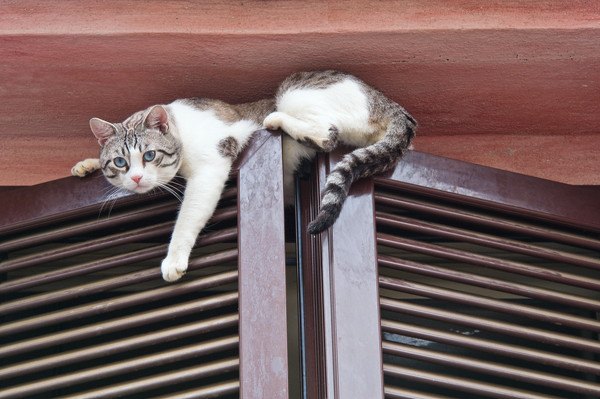 46270716 窓枠に登る猫の写真