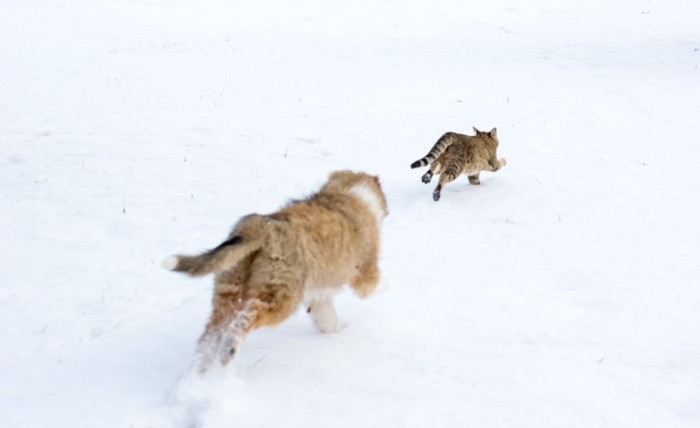 雪の中を追いかけっこする猫2匹