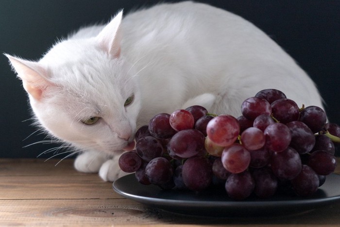 ブドウと猫