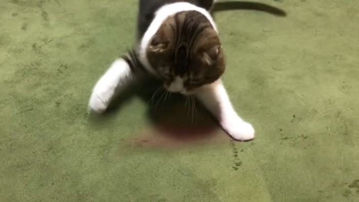 右前足を上げる猫