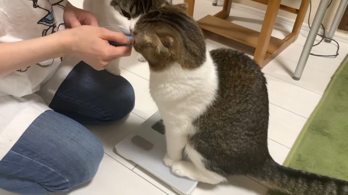 体重計に乗る折れ耳の猫