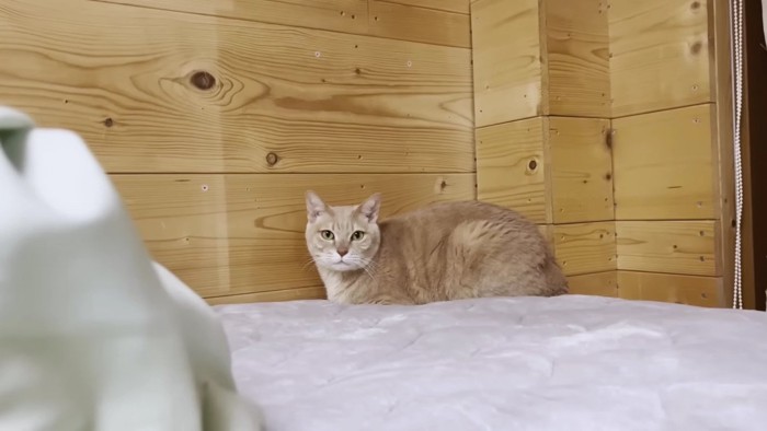 ベッドの奥の茶色猫
