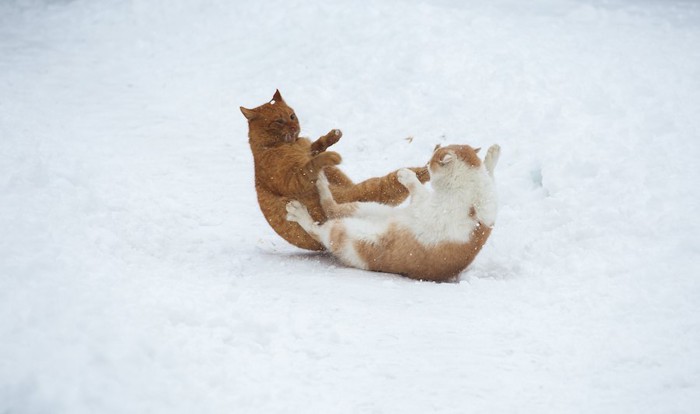 雪の中で喧嘩をする二匹の猫