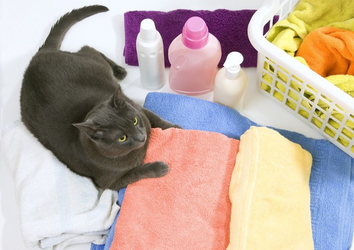 猫とタオルと洗剤のボトル