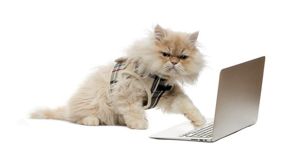 パソコンを操る猫