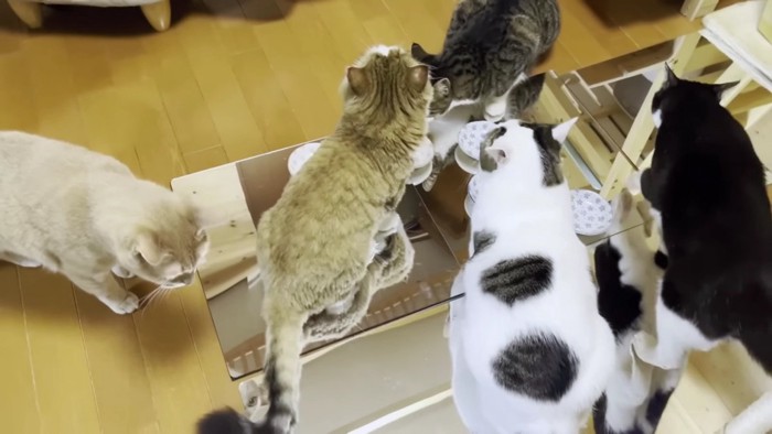 鏡の上に5匹の猫