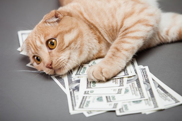 お金の上に転がる猫