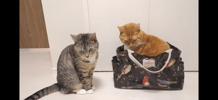 かばんに入る猫と座る猫