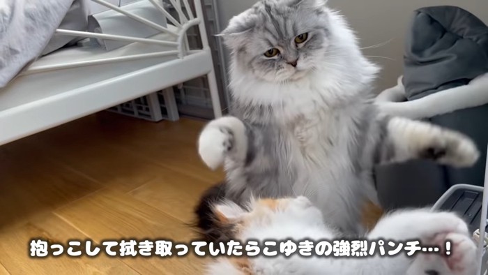 子猫に攻撃する猫