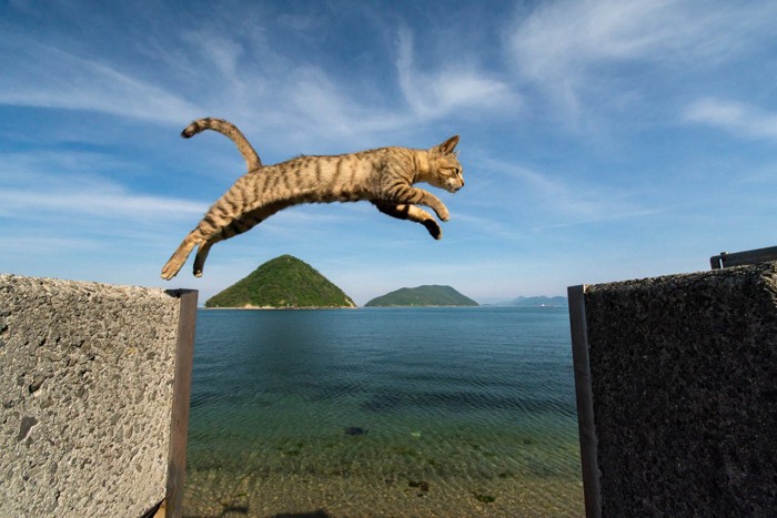 ジャンプする野良猫