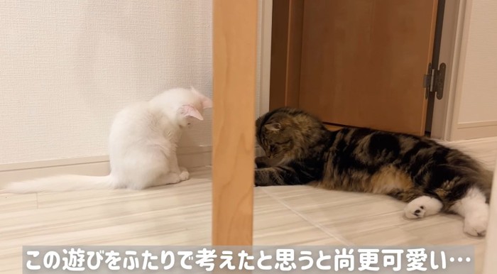 ドア越しの猫