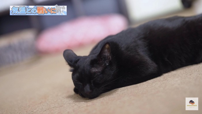 寝そべる黒猫