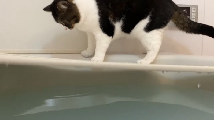 お風呂の縁に立つ猫