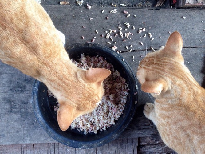 二匹のご飯を食べる猫
