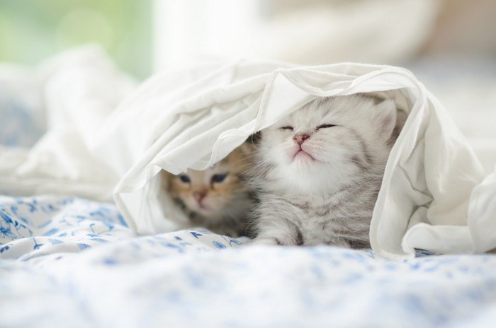 布団に入る二匹の猫