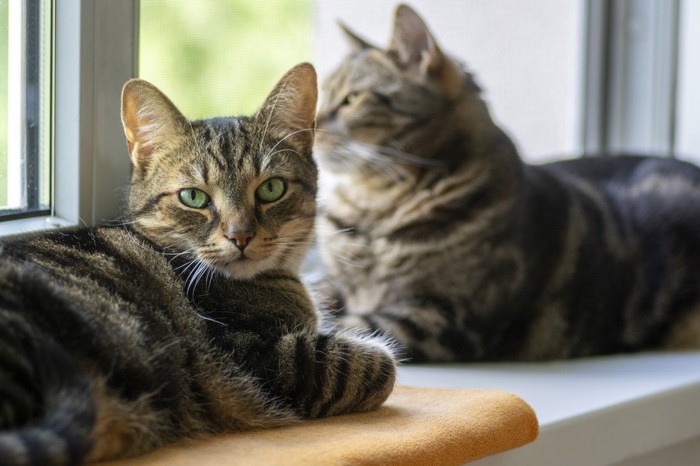 窓辺でくつろぐ猫たち