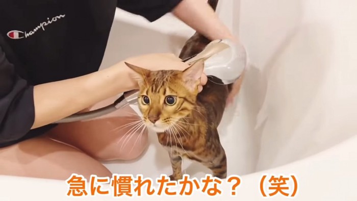 シャワーで泡を流される猫