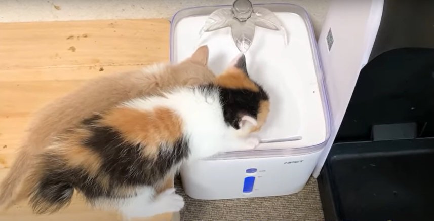 水を飲む2匹の子猫