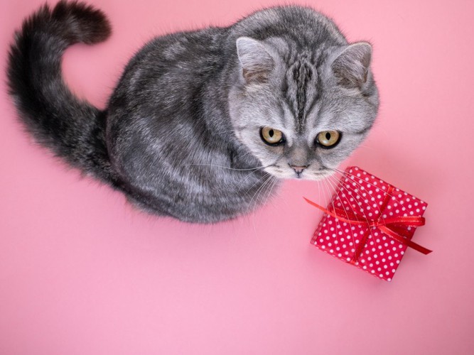 赤いプレゼントボックスと猫