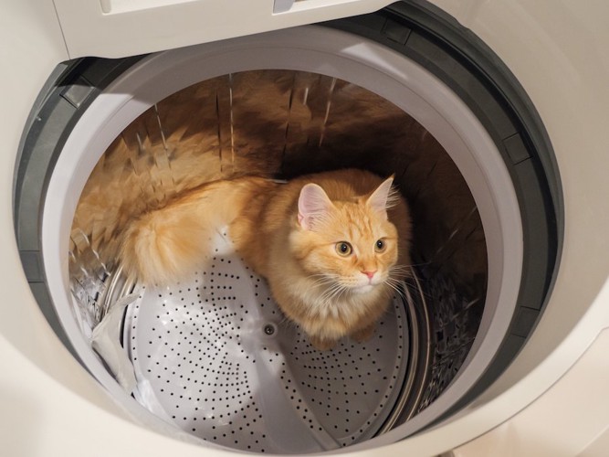 洗濯機に入る茶とら猫