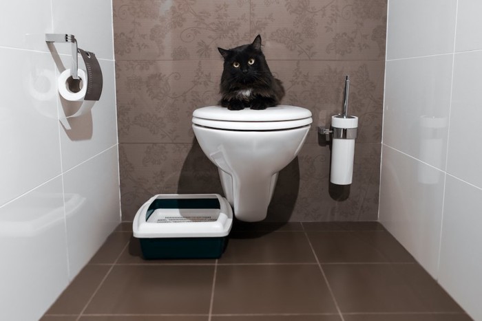 人間用トイレに居座っている猫