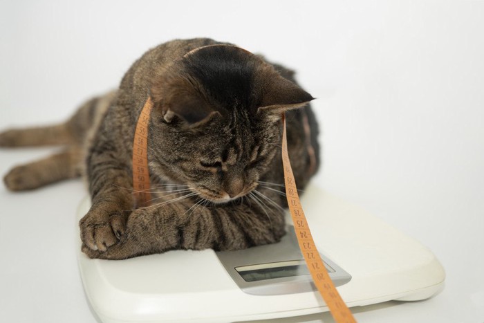 体重計に乗るキジトラ猫