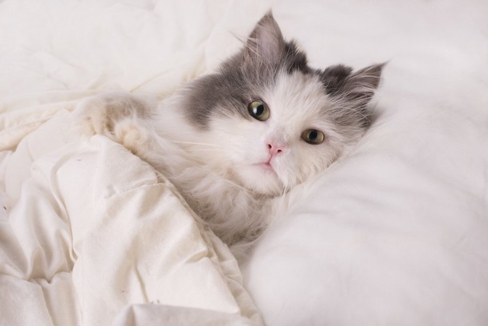 布団をかけてベッドで眠る猫