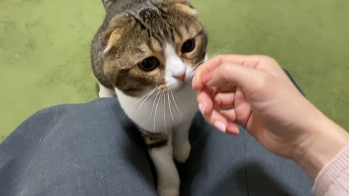 人の手に顔を近づける猫