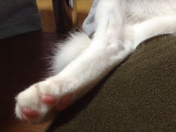 白猫の足