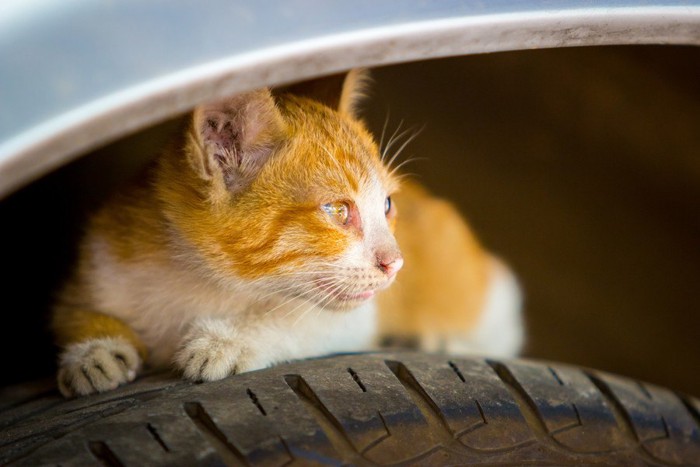 タイヤに隠れる猫