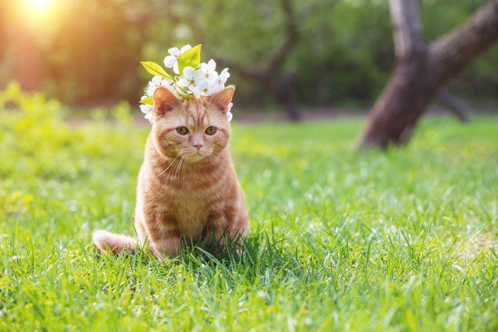 花をかぶった茶トラ猫