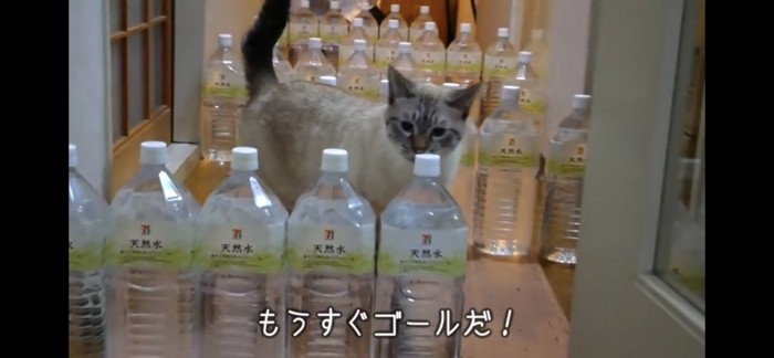 大量のペットボトルと猫