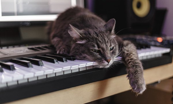 ピアノに寝そべる猫