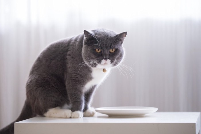 お皿を前に座る猫