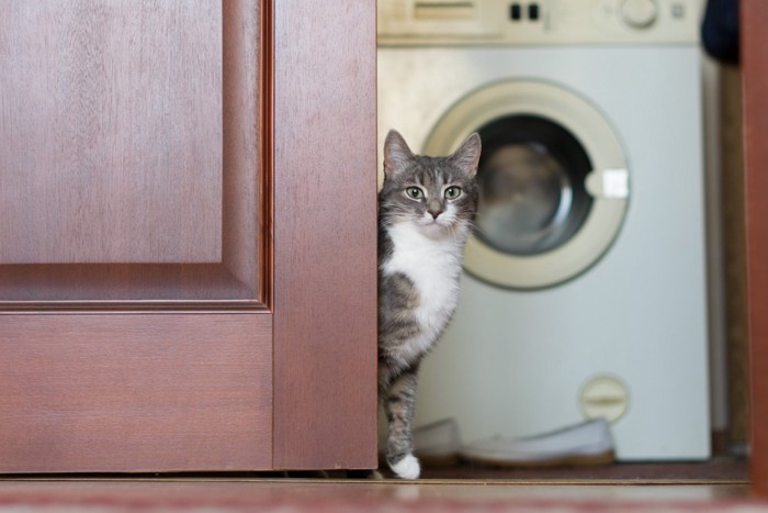 猫と洗濯機